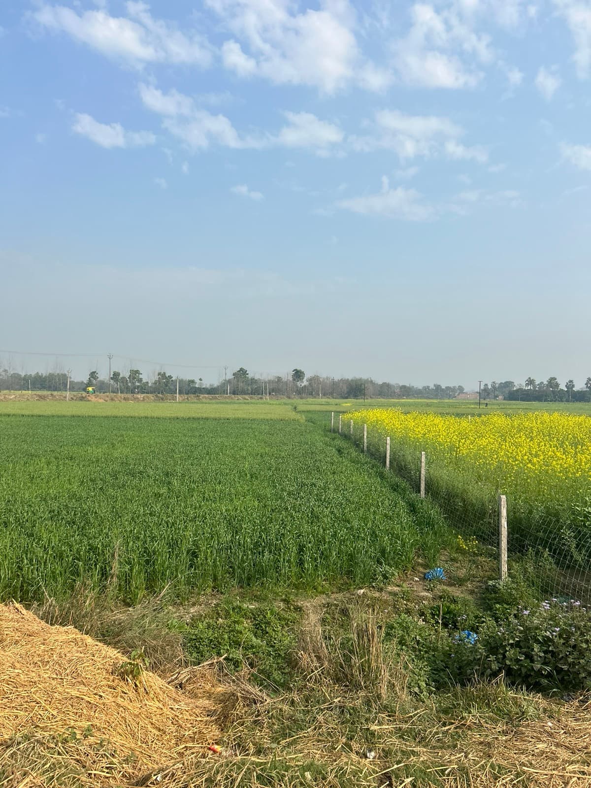 Yellow, taking its turn at being the loudest thing here — Thahar · Muzaffarpur
